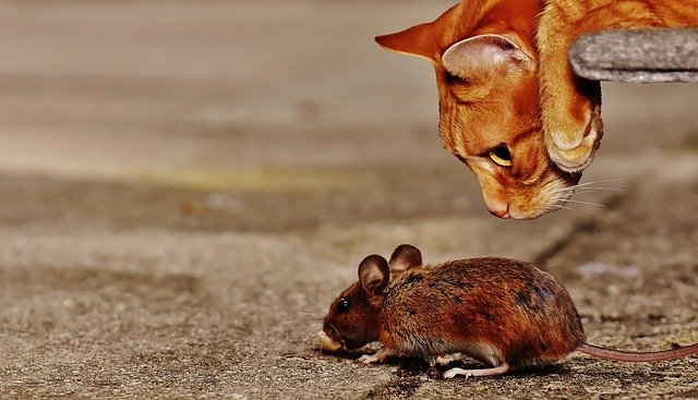 myš a kočka